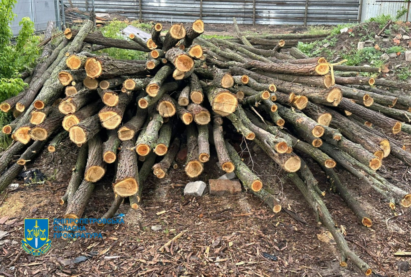 Мільйонні збитки довкіллю через незаконну порубку лісів – прокурори Дніпра скерували до суду справи щодо 12 учасників злочинних організацій