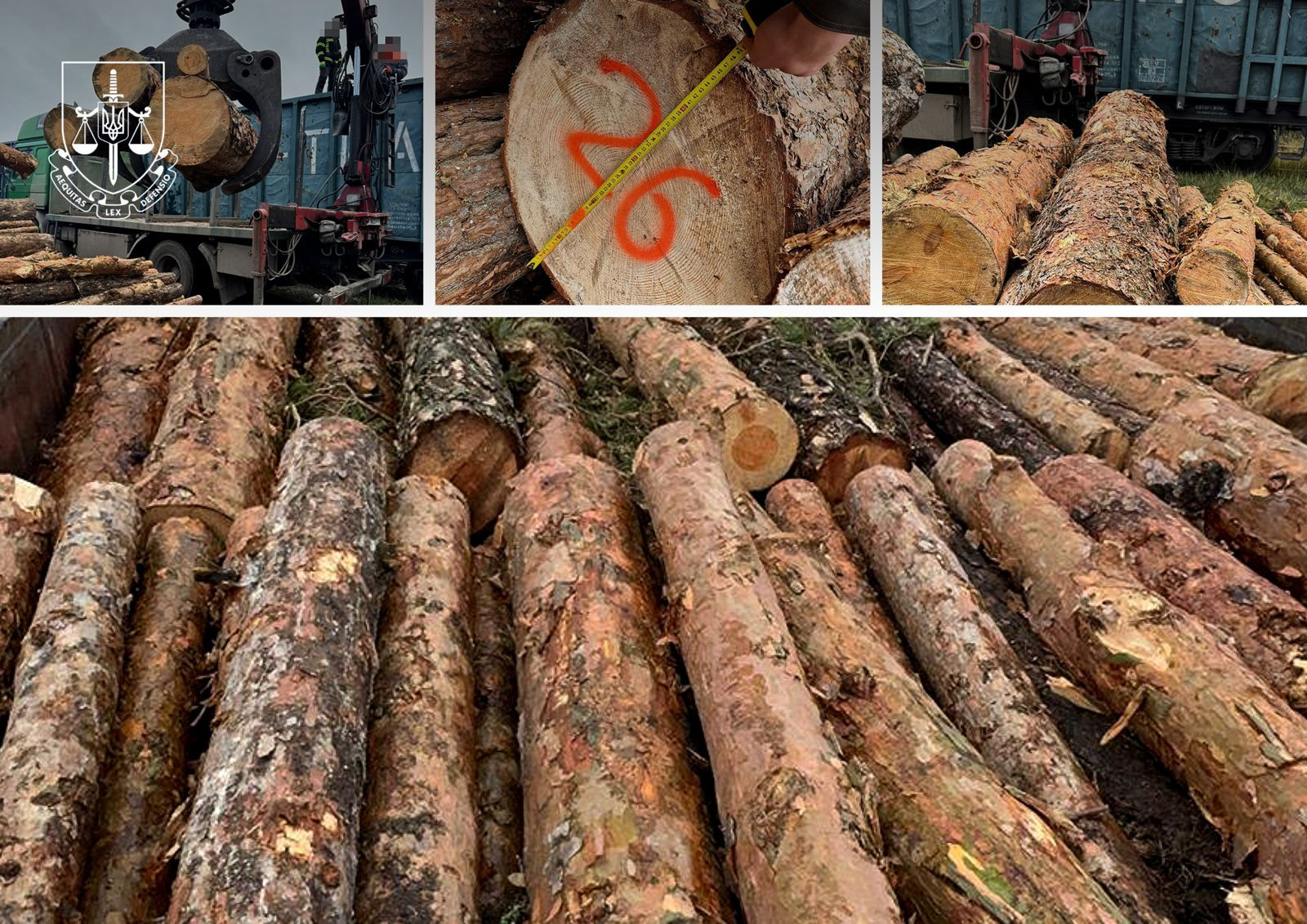 The largest scheme of smuggling of valuable wood has been stopped