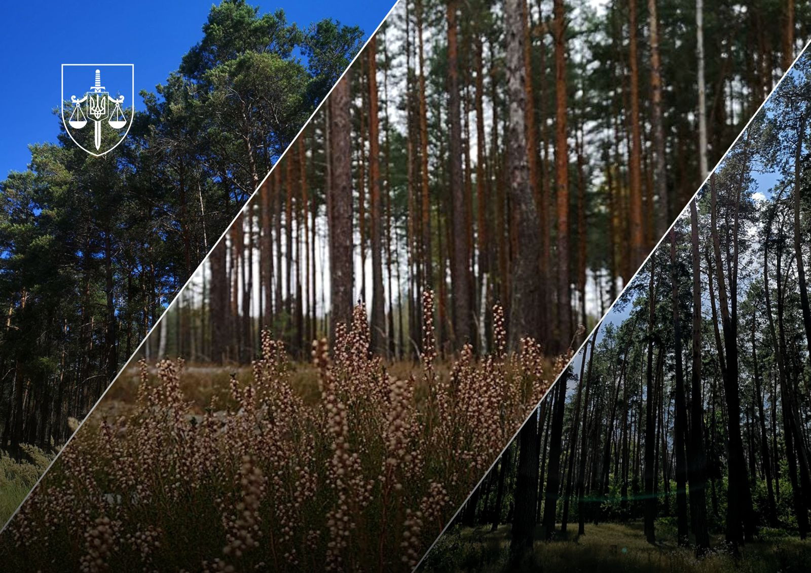 In the Kyiv region, the prosecutor's office returned more than 84 hectares of valuable land to the state