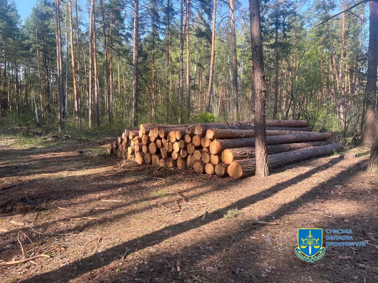 Незаконний рубка дерев зі збитками майже 6 млн грн – викрито старшого майстра лісу одного з держпідприємств Сумщини