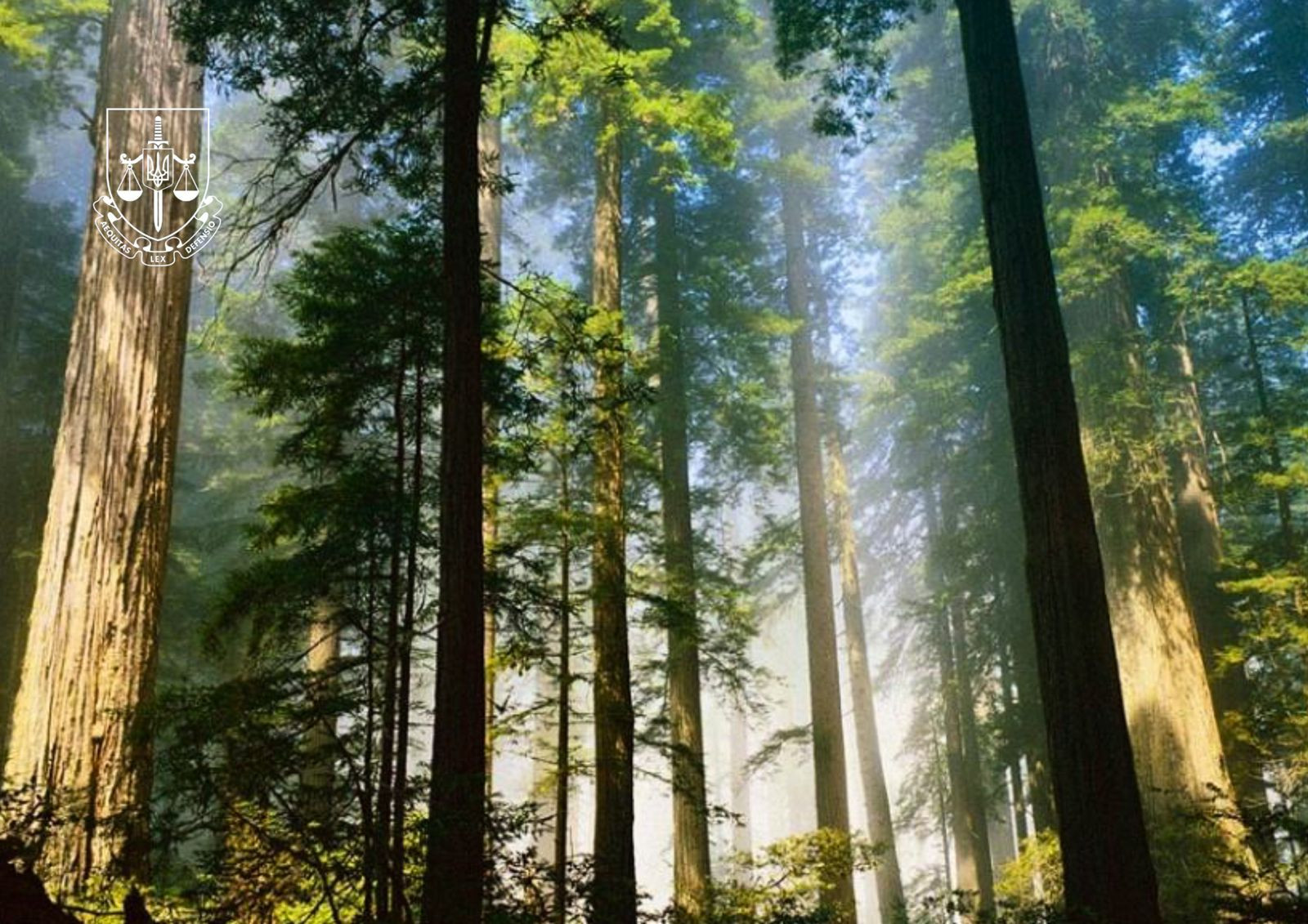 Environmental prosecutors ensure the protection of primeval forests of Ukraine