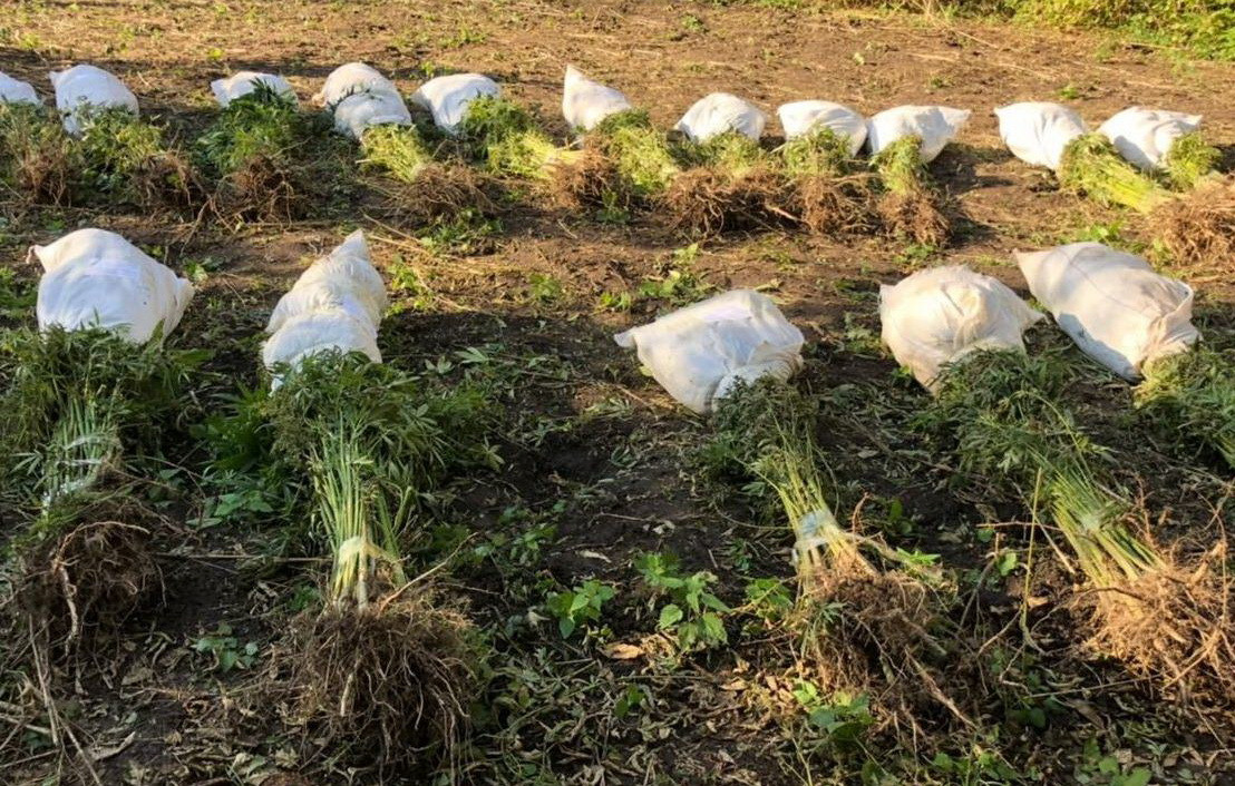 Вирощування близько 1 тис рослин конопель та зберігання майже 15 кг наркотиків – судитимуть 5 жителів Сумщини (ФОТО)